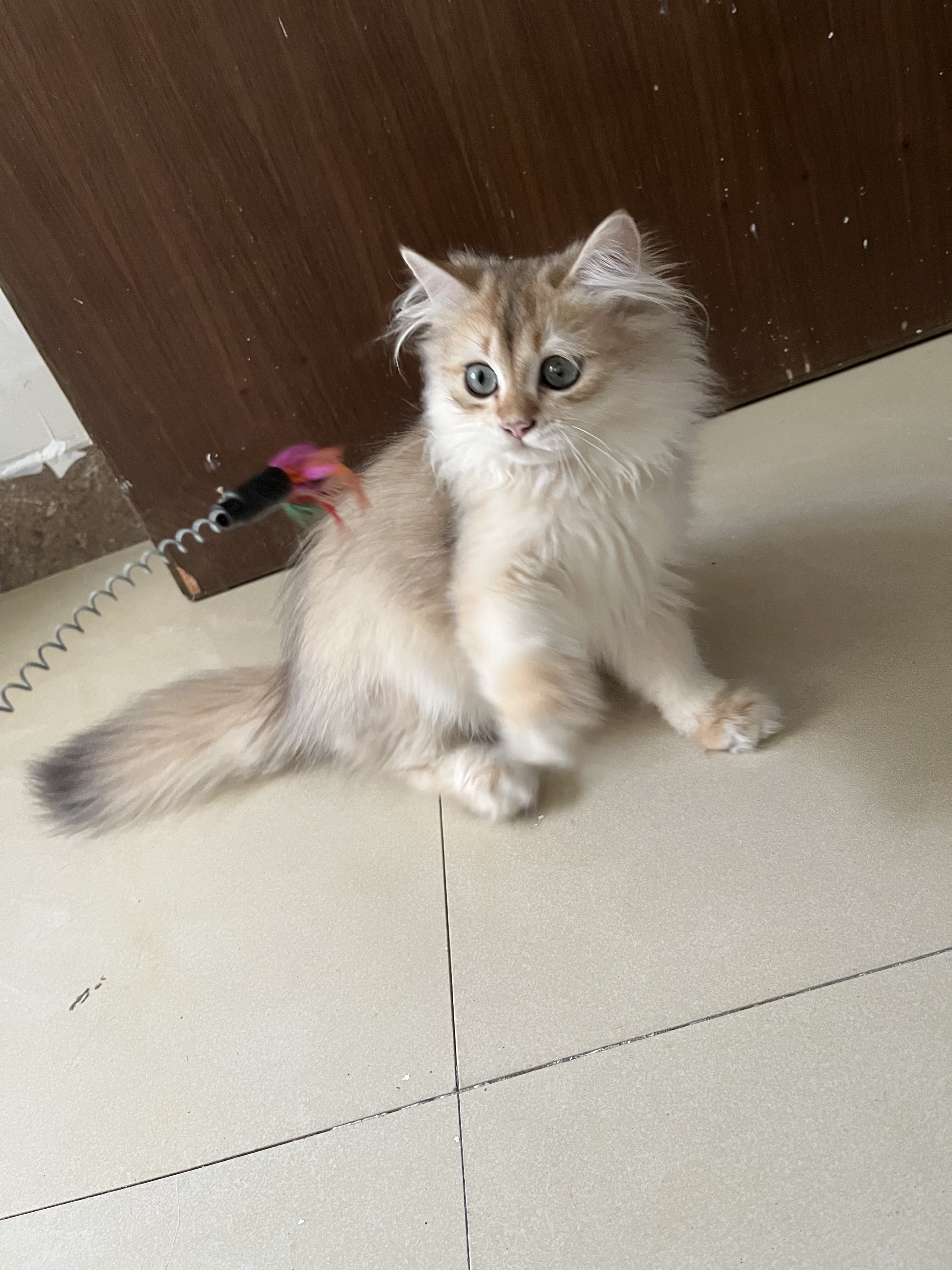 长毛金渐层英国长毛猫